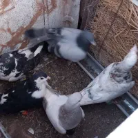 ۱۱۱