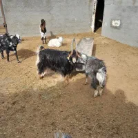 بزغاله تیر شاخ شیرازی