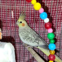 عروس ماده دستی بالغ آماده جفتگیری|پرنده|مشهد, ابوذر|دیوار