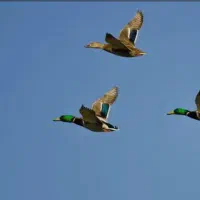 جوجه اردک پروازی ۳ ماهه