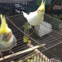 جفت طوطی عروس