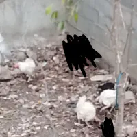 چندعددمرغ تخمی لیچک فروشی