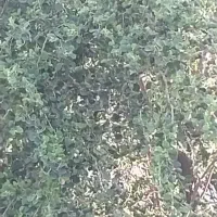 واگذاری جوجه قناری دستی