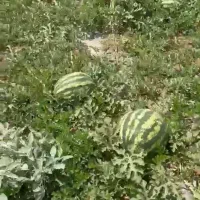 فروش هندوانه کبودراهنگ