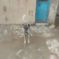 دو.عدد.سگ.