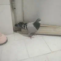 کفتر