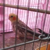 مرغ عشق و جوجه عروس هلندی