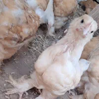 جفت جوجه برهما ۴۵ روزه