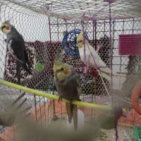 عروس هلندی نر