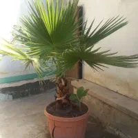 نخل پالم واشنگتنیا بزرگ وتعدادی گل و گیاه دیگر