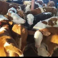 فروش گوساله سیمینتال خلوص بالا پرواری