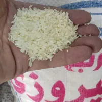 برنج ایرانی/عنبربو/کامفیروز