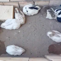 خرگوش