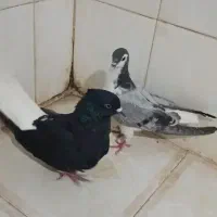 کفتر زاغ دم سفید و ساده