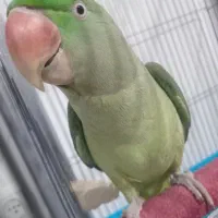 شاه طوطی سخنگوقیمت منصفانه