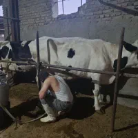 15راس گاو شیری سوپر ارسباران