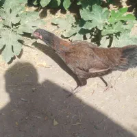 مرغ پاکستانی