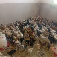 جوجه سلطان