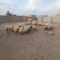 میش ابستن