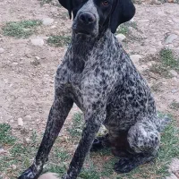 گمشده