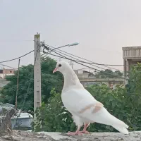 کبوتر ساده عودی