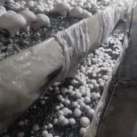 قارچ|خوردنی و آشامیدنی|اصفهان, گورت|دیوار