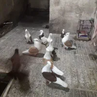 پرنده آنتیک درجه یک