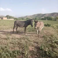 الی