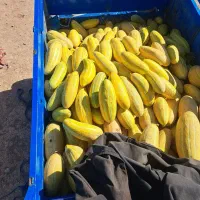 خربزه سرباری مستقیم از کشاورز