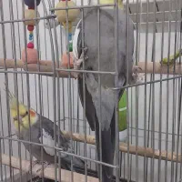 یک جفت عروس هلندی و یک عروس هلندی نر با وسایل کامل