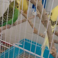 دوجفت مرغ عشق