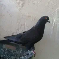 کبوتر مسافتی جفت دهن خوار فقط جوجه نر