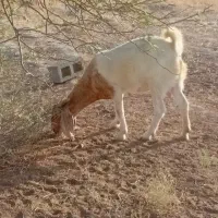 بزابستن پاکستانی گوش دراز،نسل دار