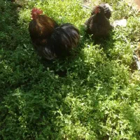 مرغ و خروس کوشین اصل