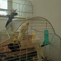 عروس هلندی