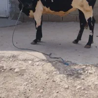 قربانی چاق