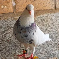 طوقی نروماده