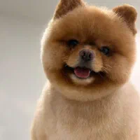 پامرانین خرسی بوفیس