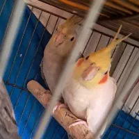 عروس هلندی های خوشگل و فول سخنگو