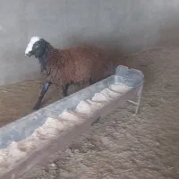 بره قوچی شال