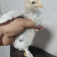 جوجه برهما و گلین یک ماهه