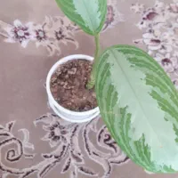 زندگی درخشان با گل های زیبا