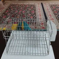 فروش ابچکان