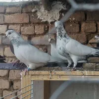 کبوتر 30 طوق