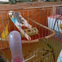 یک جفت مرغ عشق با جوجه هاش