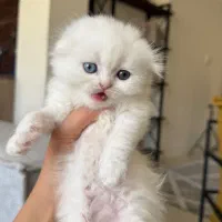 بچه گربه اسکاتیش