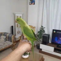 ملنگو جوجه چشم دودی رام ودستی ۳عدد با جوجه پر دار