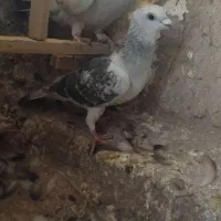 جفت پاکستانی فروشی