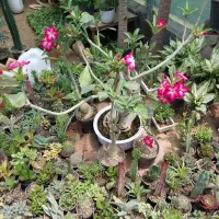 پک گل و کاکتوس، فردوس، قطره باران