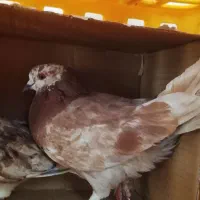 کبوتر کاشانی به فرش میرسد